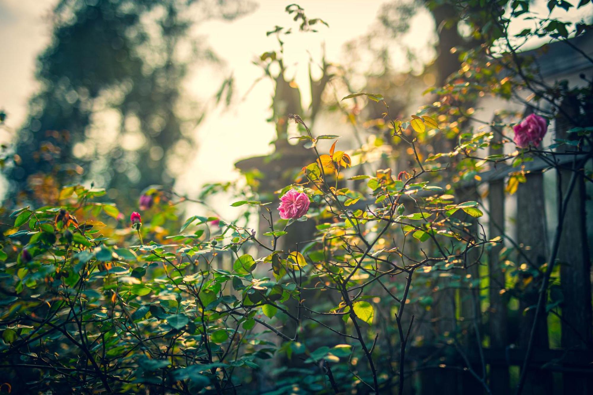 Green Sapa Homestay Exterior photo